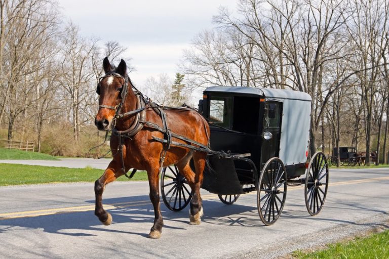 horse-buggy-768x512.jpg